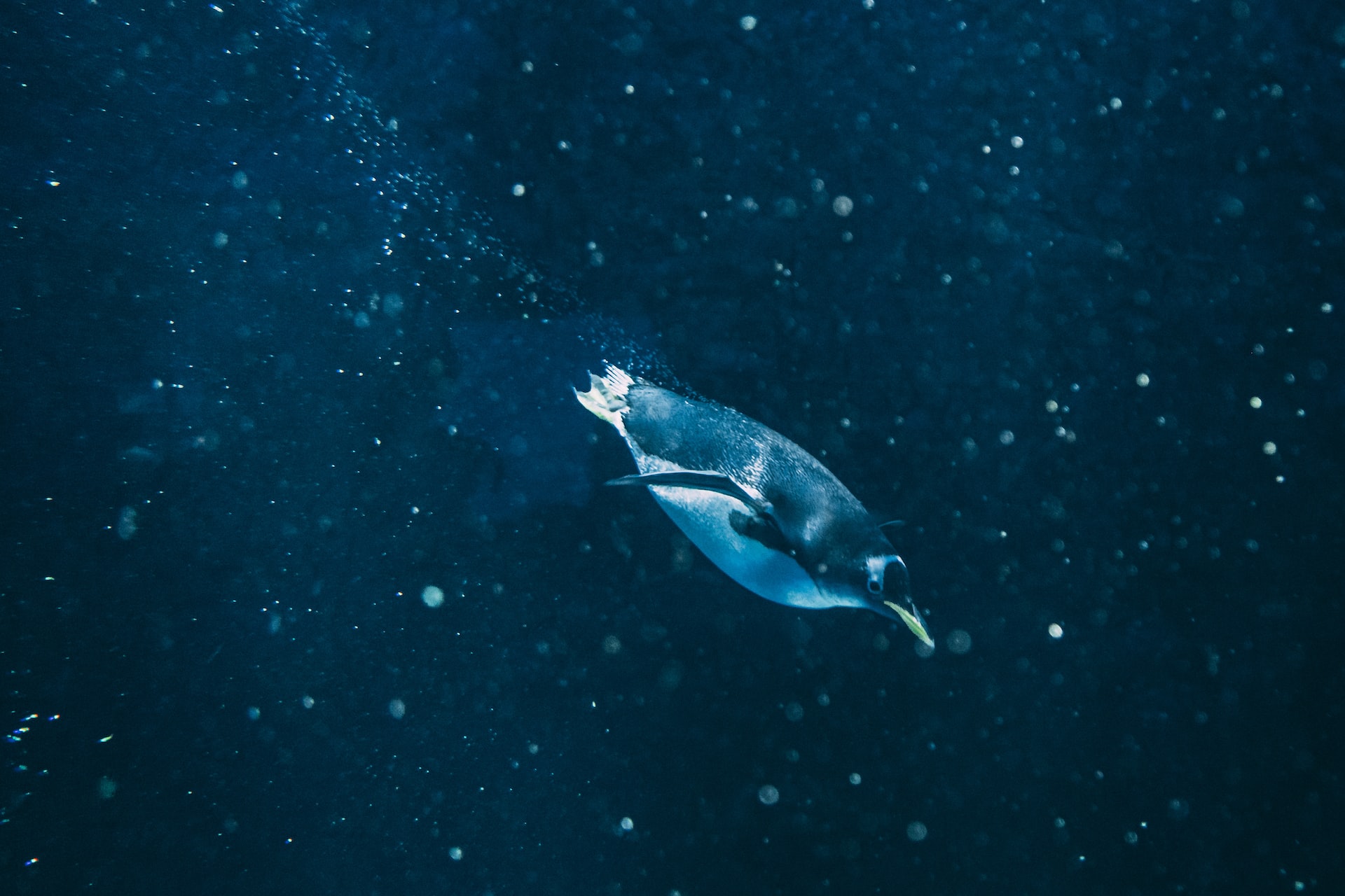 Steffen-triekels-ia7mjiuymxa-unsplash